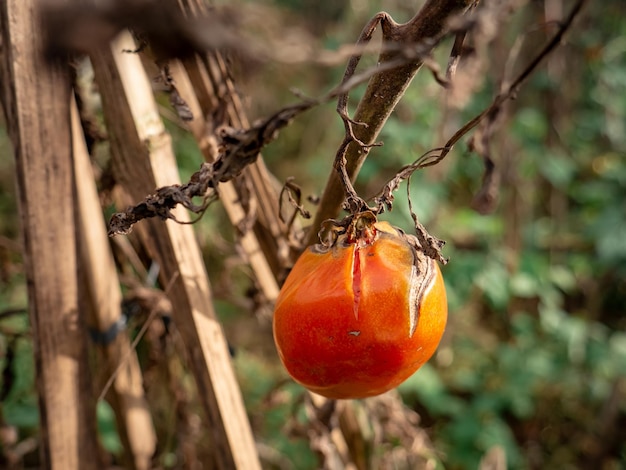 a rotten tomato still attached to its dry stem