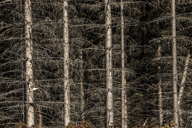 Rotten trees in the forest