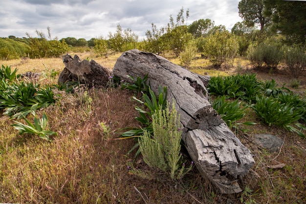 Rotten wood on field