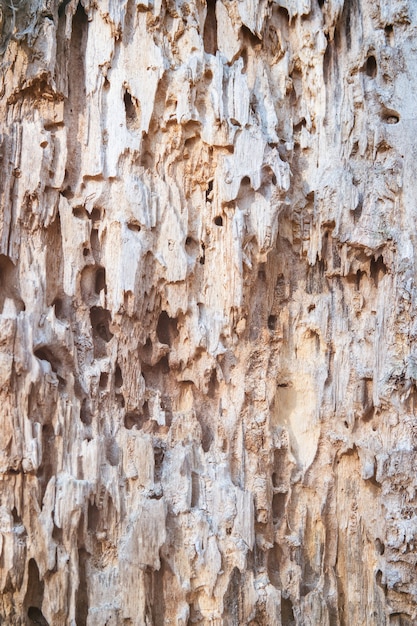 Rottend hout met sporen van insectenplagen