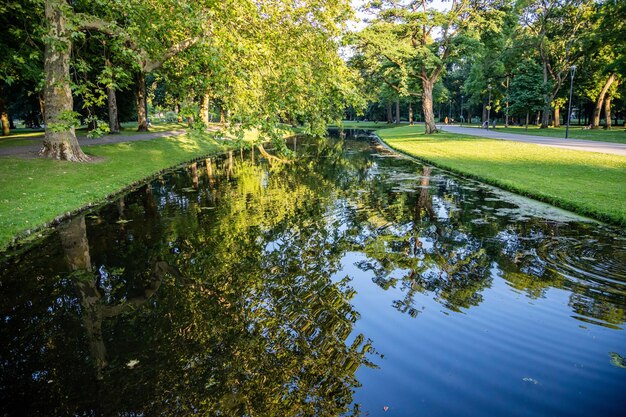 Photo rotterdam city park trees reflection on the pond water sunny afternoon clear blue sky