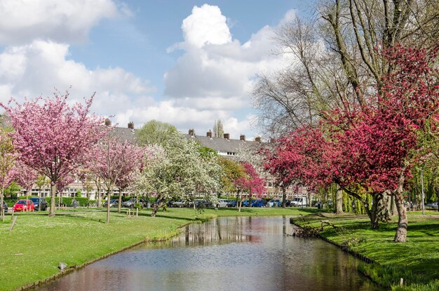 Foto rotterdamskanaal met kersenbloesems