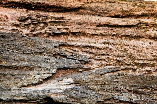 Rotting wood from termites for background and texture