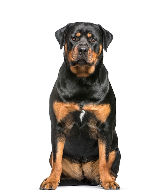 Rottweiler, 1 year old, sitting in front of white background