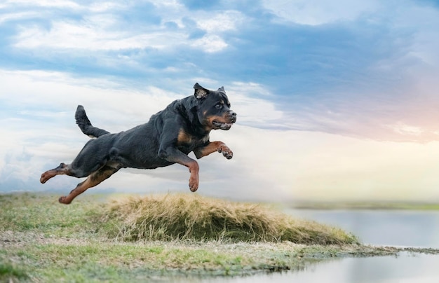 Rottweiler afwassen in de rivier.