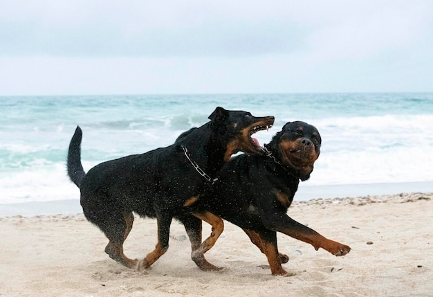 Rottweiler and beauceron on the beach