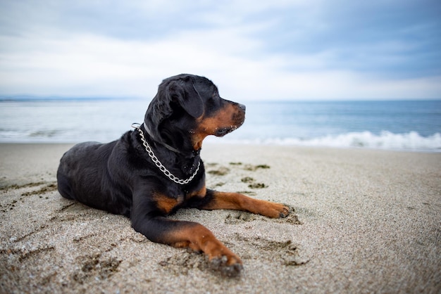 Собака породы ротвейлер лежит на пляже и слушает звуки, ожидающие хозяина