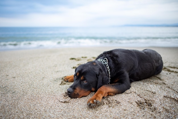 Rottweiler breed dog lies on the beach and listens to the sounds waiting for the owner