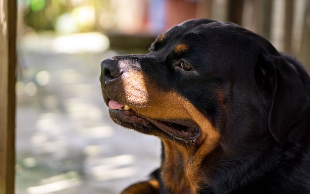 Cane di razza rottweiler seduto fuori