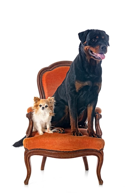 Rottweiler and chihuahua in studio