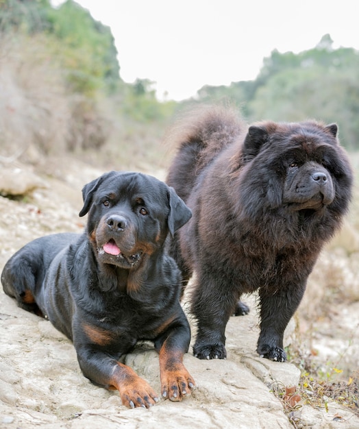 Rottweiler and chow chow