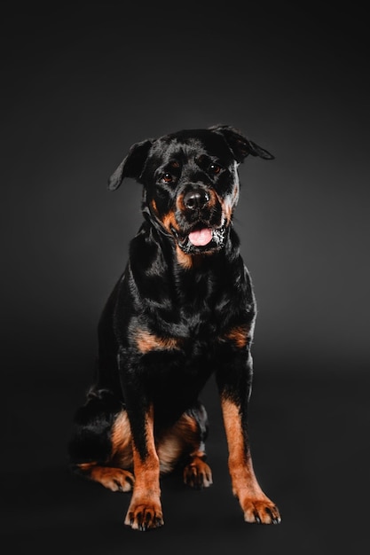 Собака ротвейлера на черном фоне в студии