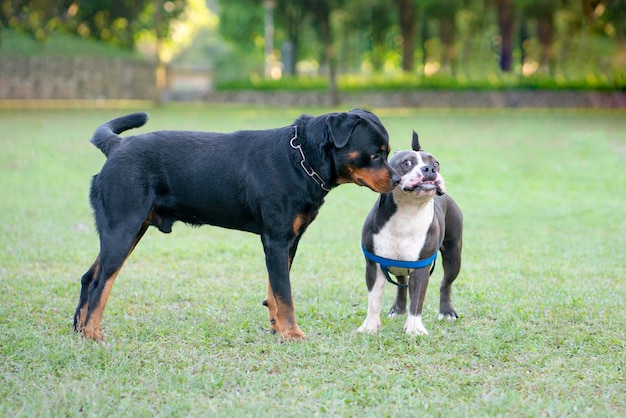 Rottweiler dog and Bulldog in a park
