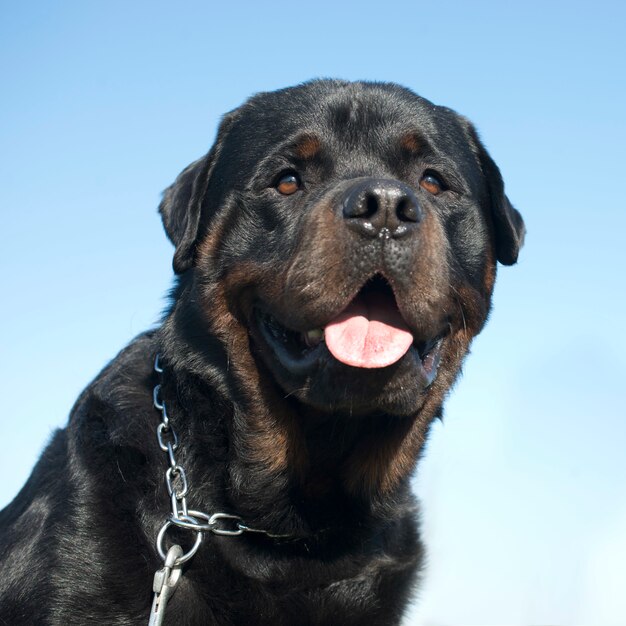 Rottweiler dog dog