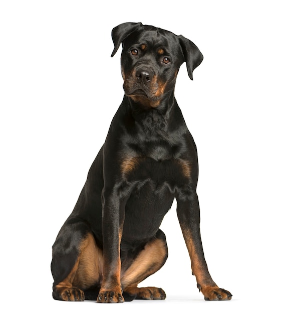 Rottweiler dog, guard dog sitting and looking at the camera, isolated on white