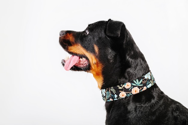 Rottweiler dog isolated on white background.