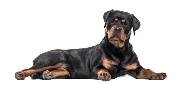 Rottweiler dog lying against white background