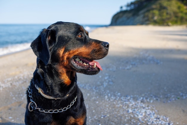 Rottweiler dog sits on the beach against the backdrop of the sea