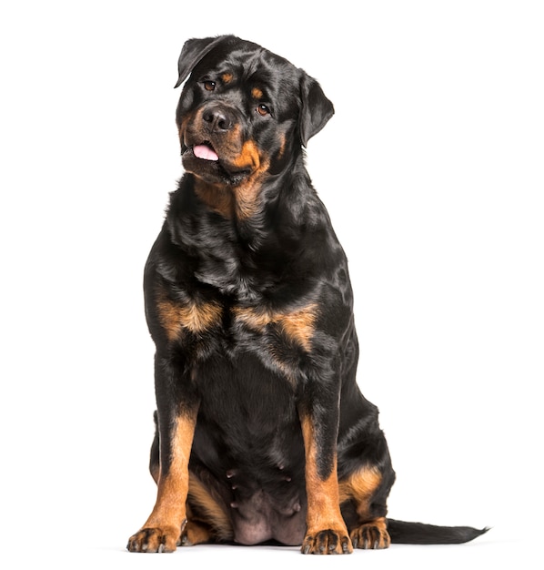 Rottweiler dog sitting, cut out