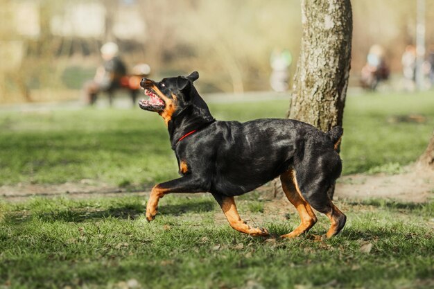 散歩中のロットワイラー犬