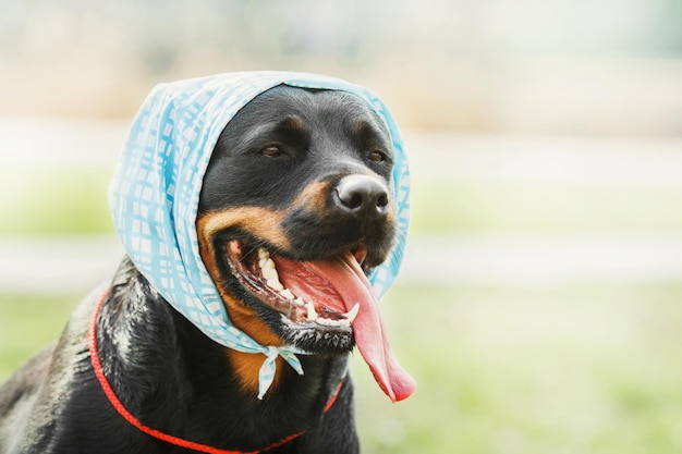 Rottweiler dog on the walk