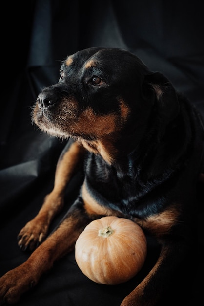 rottweiler dog with a halloween pumpkin.