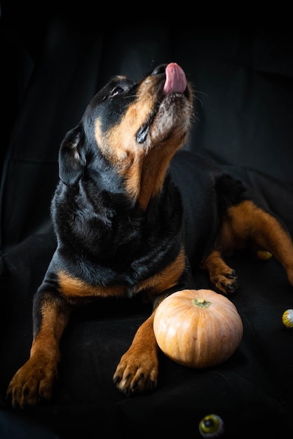 собака ротвейлер с хэллоуинской тыквой.