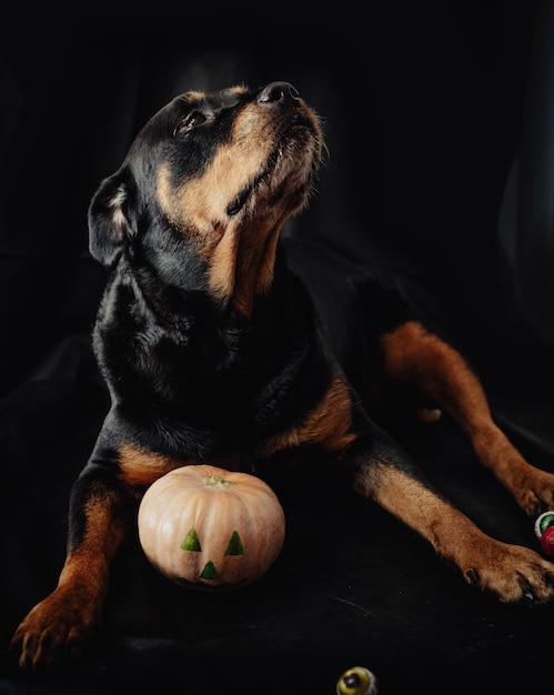 собака ротвейлер с хэллоуинской тыквой.