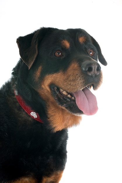 Rottweiler dog