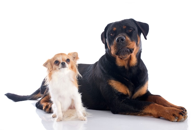 rottweiler en chihuahua