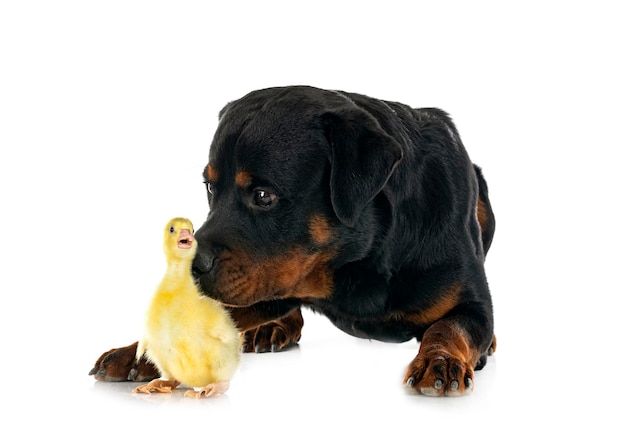 Rottweiler en gansje