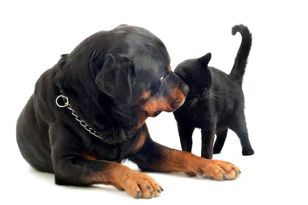 Rottweiler en kat