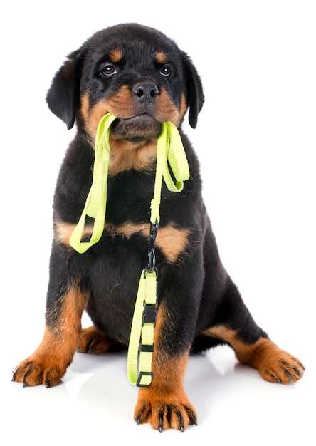 rottweiler en leiband