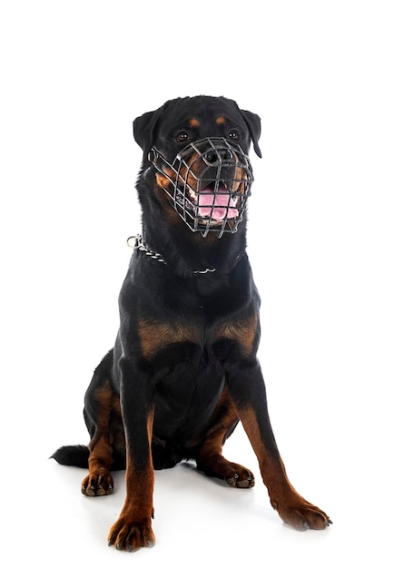 Rottweiler en muilkorf in studio