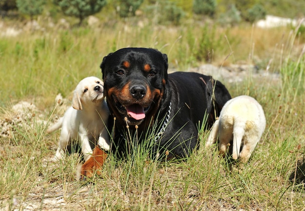 Rottweiler en puppy's labrador in het gras