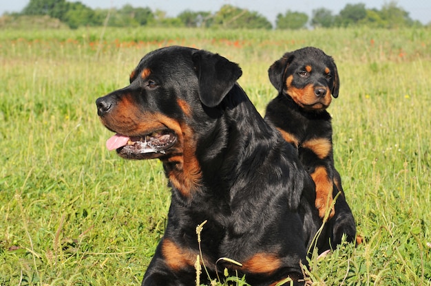 Rottweiler en puppy