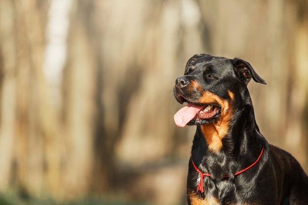 Rottweiler hond aan de wandel