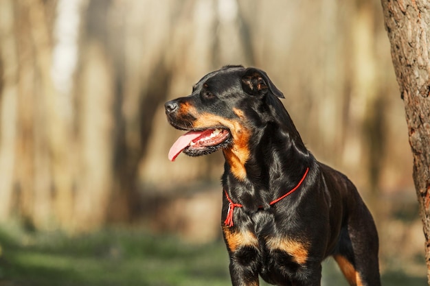 Rottweiler hond aan de wandel