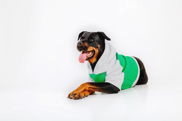 Rottweiler hond geïsoleerd op een witte achtergrond.