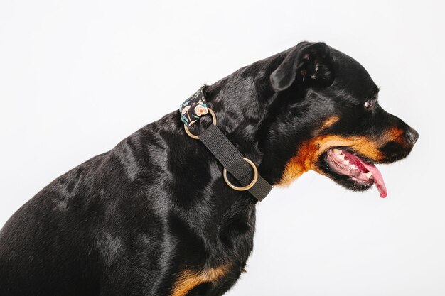 Rottweiler hond geïsoleerd op een witte achtergrond.