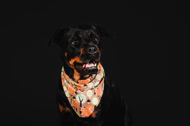 Rottweiler hond op een zwarte achtergrond in de studio