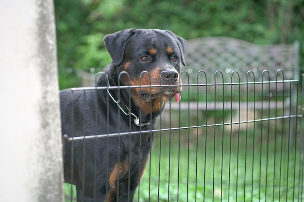 Rottweiler hond ziet er woest uit