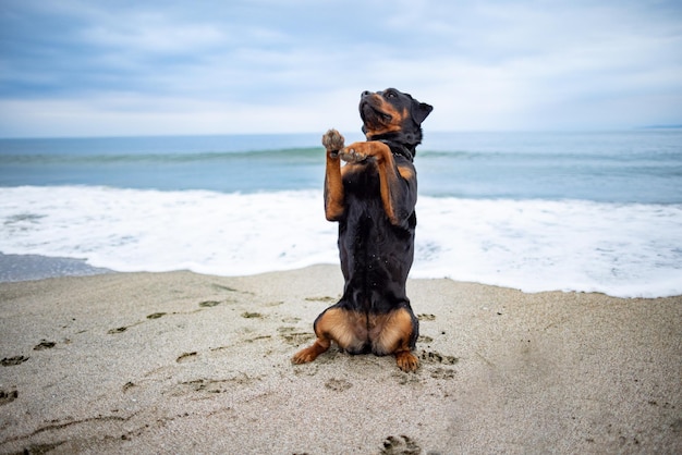 Rottweiler-hond zit op het strand tegen de achtergrond van de zee