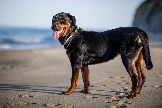 Rottweiler-hond zit op het strand tegen de achtergrond van de zee