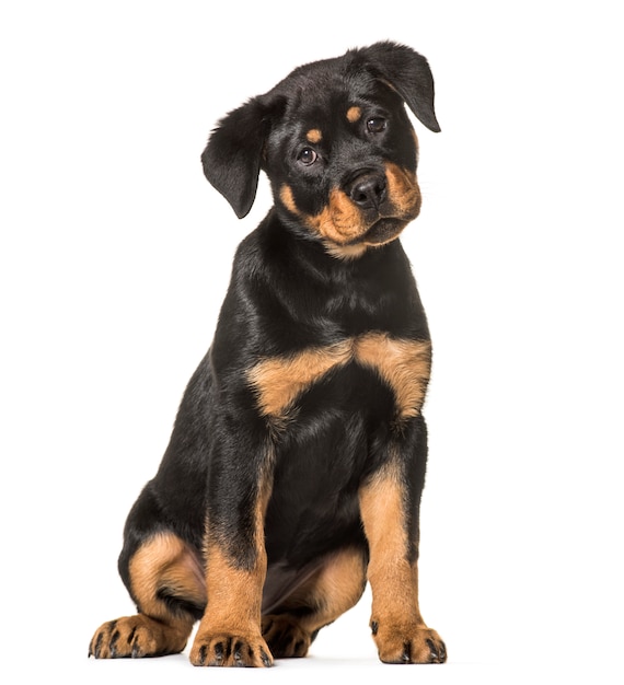 Rottweiler hond zitten