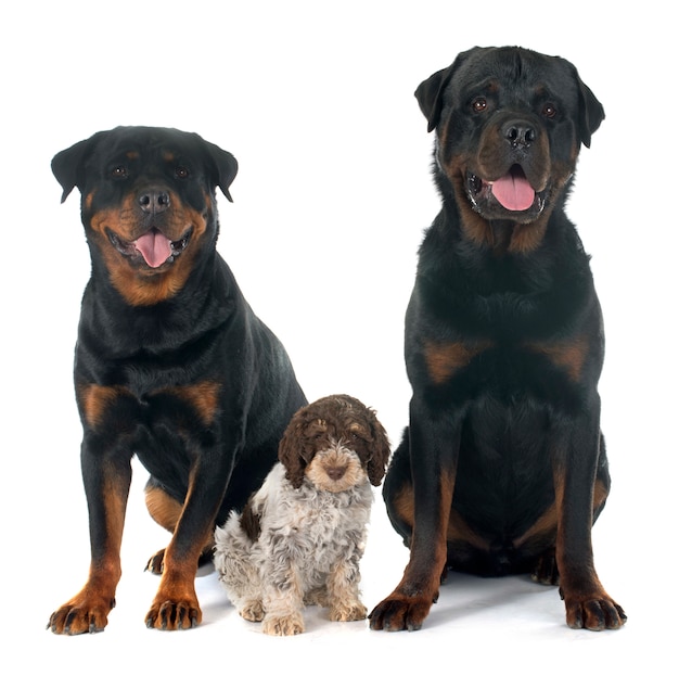 Rottweiler honden en lagotto romagnolo