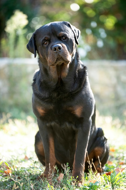 Rottweiler in de natuur