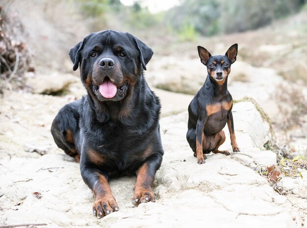 Rottweiler in de natuur