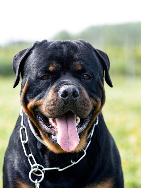 Rottweiler in de natuur