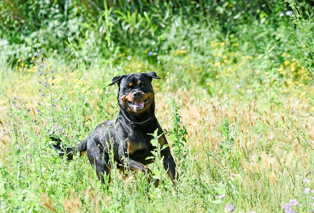 Rottweiler in de natuur